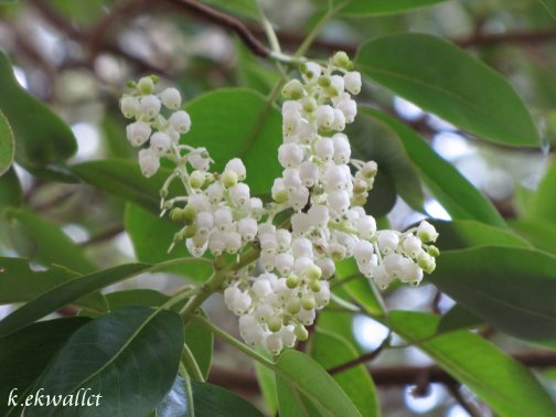Madrone Tree Blossoms